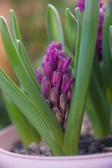 Hyacinth purple, violet, , Hyacinthus orientalis - common, Dutch or garden hyacinth