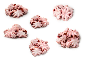 Octopus isolated on white background.