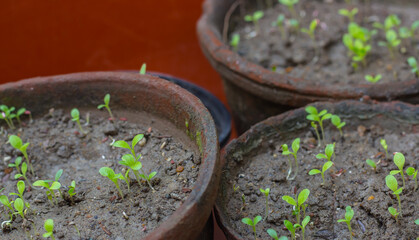 little plants germinated from seeds in clay pots in home organic garden. tiny green saplings with two leaves. copy space background.