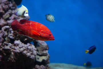 Obraz premium Coral hind grouper (Cephalopholis miniata) in the aquarium.