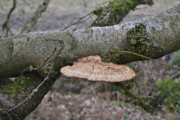 mushroom on a branch