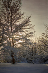Fototapeta premium Lens flare around late afternoon sun as it shines through snow laden trees