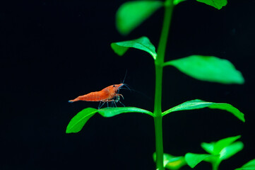 Big fire red or cherry dwarf shrimp with green background in fresh water aquarium tank.