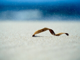 Close up view to the swirling dried leaf on the sand and dramatic sea on the background.