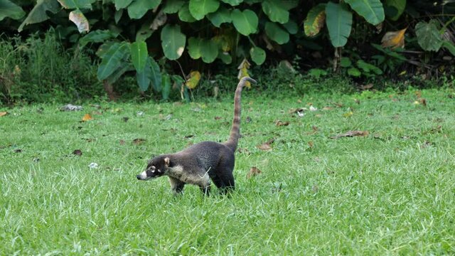 curious male Nasua narica coatimundi adult searching food in the grass Costa Rica