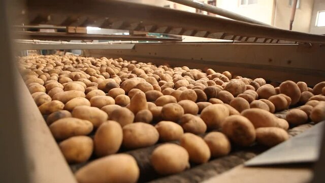 Potato harvest. Potato cleaning process in food production factory.