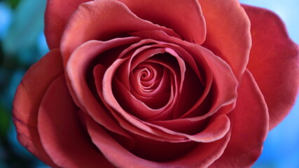 Beautiful fresh coral rose with glowing petals close-up on a blue background