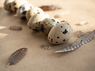 Farm organic quail eggs with brown feathers on craft paper in the morning sun