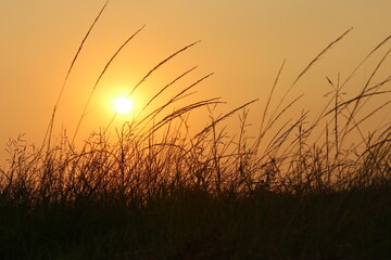 Fototapeta premium sunset in the field