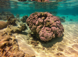 Récif de corail rose, lagon de Taha'a, Polynésie française