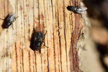 Various flies are sitting on a freshly felled tree stump and are looking for the tree sap that has...