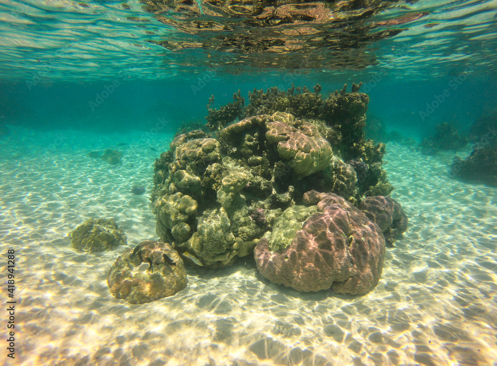 Poster Récif de corail, lagon de Taha'a, Polynésie française