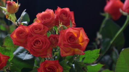 Beautiful bouquet of fresh coral roses close up on black background