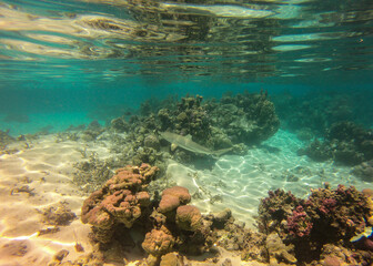 Fototapeta na wymiar Requin de lagon à Taha'a, Polynésie française