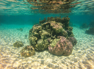 Récif de corail, lagon de Taha'a, Polynésie française