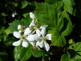 Closeup of small white wildflowers in the sun
