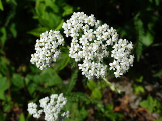 Closeup of white wildflowers in the sun