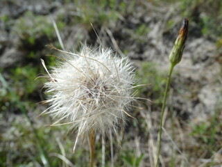 Closeup of dandelion head gone to seed