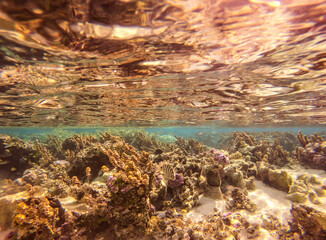 Jardin de corail, lagon à Taha'a, Polynésie française