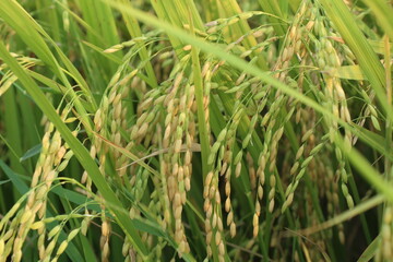 green rice field