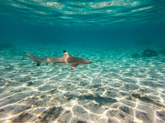 Requin de lagon à Taha'a, Polynésie française
