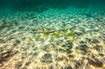 Requins et poissons bagnards, lagon à Taha'a, Polynésie française
