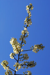 Spring flowers