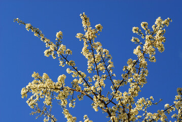 Spring flowers