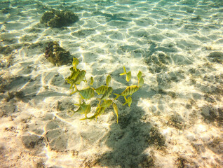 Poissons bagnards, lagon à Taha'a, Polynésie française