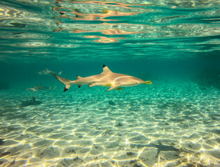 Requin de lagon &agrave; Taha'a, Polyn&eacute;sie fran&ccedil;aise