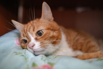 Obraz premium A domestic red-haired old cat is in the closet.