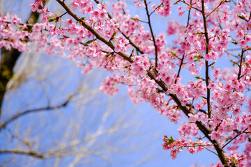 駿府城 河津桜