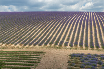 Lanes of Lavender in a field in the provence in France, Europe