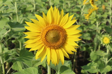 #sunflower  #flower #yellow