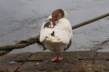A white and brown goose standing on one leg resting with it's beak between it's wings