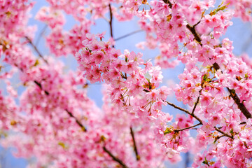 駿府城 河津桜
