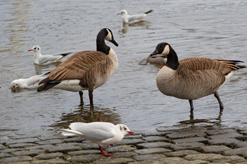 Two Canada geese at the waterfront of a river and surrounded by some seagulls