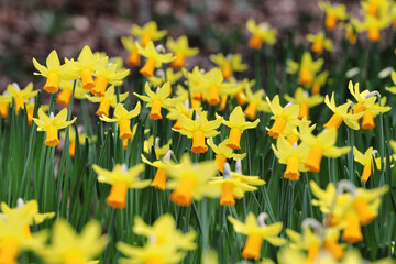 Fototapeta premium Yellow daffodils, 'Jetfire' Narcissus, in flower in early spring