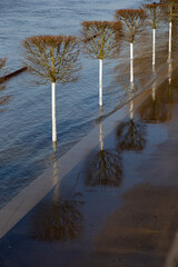 high tide at the river Rhine with young trees in the water