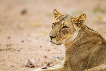 Naklejka premium Close up of a young lioness resting under a tree