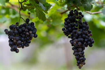 Close-up of grapes in the field