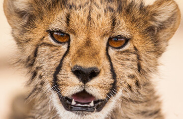 Juvenile Cheetah cub resting on the shade of a thorn tree in the Kalahari