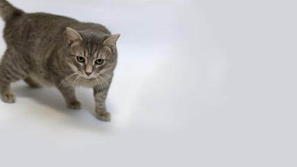 Obraz premium Walking Tabby Cat. Isolated. Room for Copy.