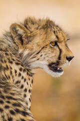 Cheetah hunting in the dry riverbeds of the Kalahari