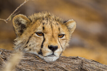 Fototapeta na wymiar Juvenile Cheetah cub resting on the shade of a thorn tree in the Kalahari