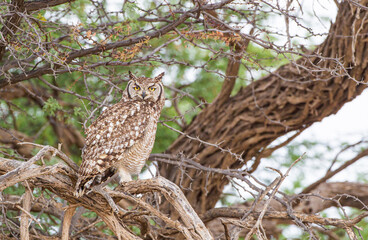 Spotted Eagle Owl out hunting in the blustering wind of the Kalahari