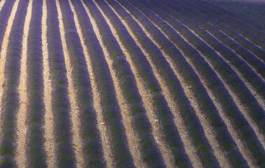Lanes of Lavender in a field in the provence in France, Europe
