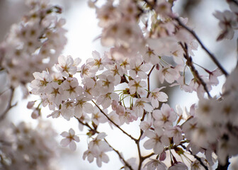 cherry blossoms flowering in spring