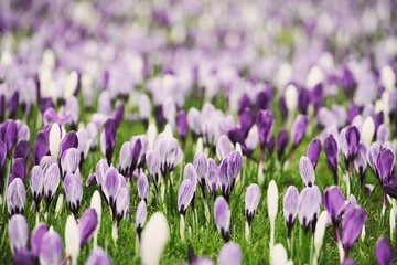 Purple and white striped crocus vernus 'Pickwick' and 'whitewall's purple'  in flower