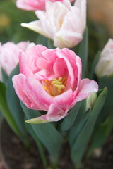 Blossom of pastel  pink white Tulips 
